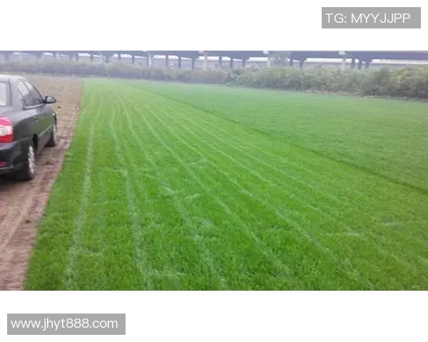 足球草坪的草种选择及其对比赛质量的影响分析